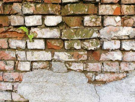 The texture of the old brick wall is partially covered with moss. A plot of plaster on brickwork.の写真素材