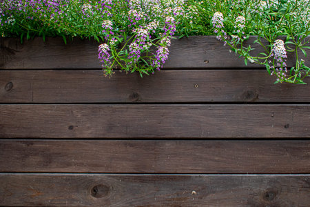 Wooden fence covered with natural ivy frame. Green leaves on a background of brown wooden boards....