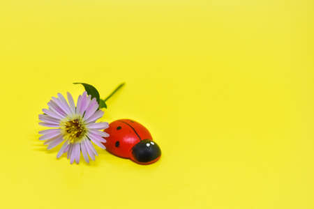 Ladybug next to a chicory flower on a bright yellow background. Space for text. Small purple flowers and a ladybug in a large yellow space. Colorful greeting card. Top view, flat lay.の写真素材