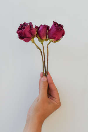A bouquet of dried roses clamped in hand, close-up against a white wall. A man's hand grips three dried roses tightly. Space for text.の写真素材