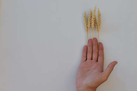 Male open palm holding ears of wheat on a white background. Spikelets are laid between the fingers of the hand. The concept of harvesting in agriculture, labor of workers. Space for text.の写真素材