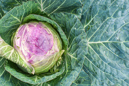 White cabbage with dew drops on the leaves. Head of fresh cabbage close-up. Harvesting concept, vegetarianism, proper healthy food. Place for textの写真素材