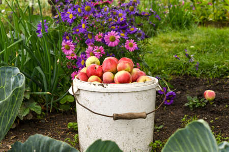 Fresh harvest of apples. A bucket with young apples picked in the garden against the background of flowers in the garden. Rustic rural landscape. bucket with apples / harvest.の写真素材