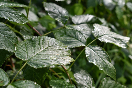 Green leaves on a branch against the sun on a blurred forest background. A branch with foliage is...