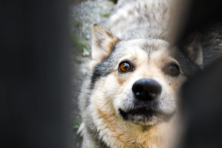 A dog with a vicious grin protects the house from thieves, being behind the fence. Angry dog...