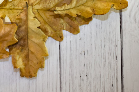 Dried autumn oak leaves on a light wooden texture background. Autumn layout, top view. Place for...