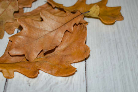 Dried autumn oak leaves on a light wooden texture background. Autumn layout, top view. Place for text.の写真素材