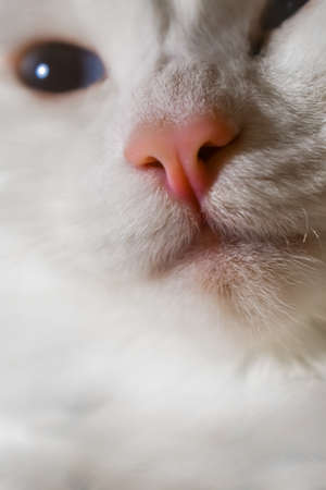 Close-up of a beautiful white cat. The muzzle of a white cat. Pink cat nose, white fur, blue eyes. Sleepy cat close up. Selective focus.の写真素材