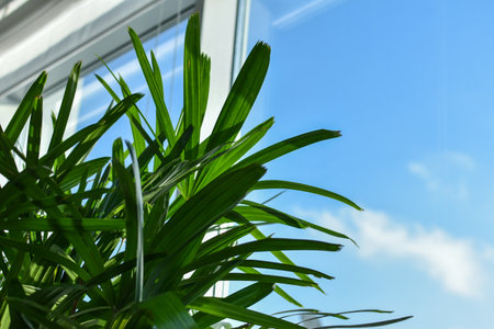 palm leaves on background of window and blue sky. Green plant in an office or apartment near window against clear sky. Houseplants, place for text. houseplant date palm on background of window in roomの写真素材
