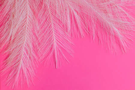 delicate pink feathers on bright magenta background. Abstract pink background, space for text.の写真素材