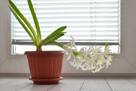 Blooming white hyacinth in pot against background of window with shutters. Delicate spring flowers...