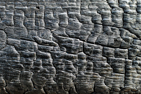 texture of burnt board. close-up of blackened charred tree. fire effects, charred texture....