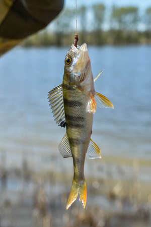 perch fell for bait. Catching river fish. caught fish hanging on fishing line. Freshwater perch caught on a hook, against backdrop of country landscape. Fishing on lake on spring, summerの写真素材