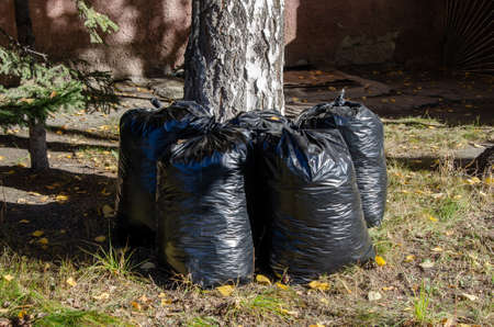 Garbage bags after harvesting autumn leaves. There are full black garbage bags with autumn leaves on the ground. Seasonal autumn cleaning of foliage in the yardの写真素材