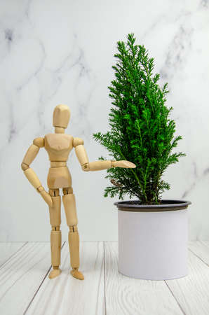 The concept of nature conservation, ecology. A wooden figurine of a man stands next to a cypress tree, pointing at it. Protect the environment. Houseplant care, gardeningの写真素材