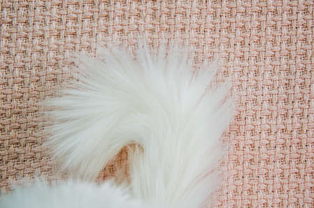 fluffy white cat tail close-up on the background of a pink knitted plaidの写真素材