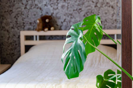 large green leaf of a tropical home plant monstera is reflected in the mirror against the backdrop of the bedroom interior. space for text. selective focusの写真素材