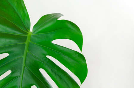 Natural monstera leaf close-up. Natural background for presentation, space for text. monstera leaf isolated on white backgroundの写真素材