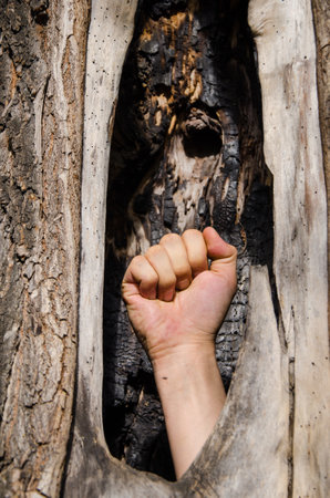 man's hand clenched into a fist protrudes from hollow of an old tree. protest gesture. Horror in the forest. Hand sticking out of a hollow treeの写真素材