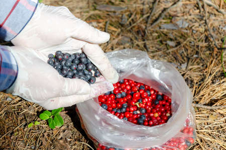 collection of forest berries: blueberries, stone berries, lingonberries. Hands in gloves pick a berry from a bush in the forest, close-up. blueberries in hand. environmentally friendly productの写真素材