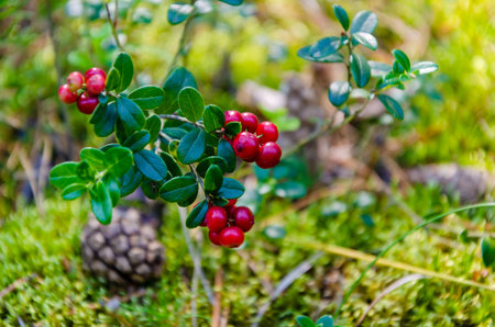 sprig of ripe cowberry grows in clearing of moss. berry cranberries, lingonberries in forestの写真素材