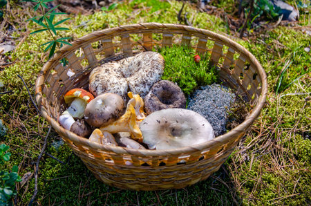 basket with edible mushrooms collected in forest stands in clearing made of moss. Mushroom season.
