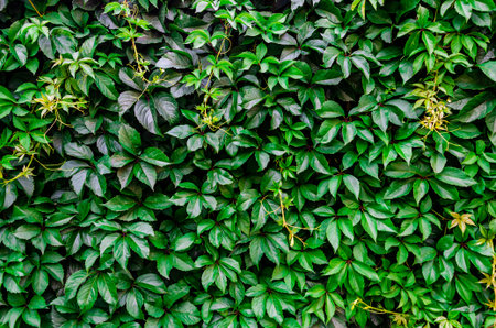 Natural background from leaves. walls are covered with green leaves of wild ornamental grapes