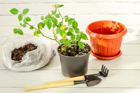 Transplanting a rose seedling into a new pot using gardening tools. Care of indoor plants, gardening, treatment of a diseased plant at homeの写真素材