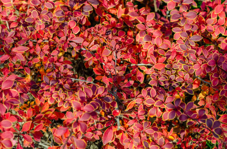 bush Berberis vulgaris, thunbergii, ottawensis with red autumn leaves. Vibrant foliage textureの写真素材