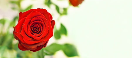 red rose close-up on blurred background. Greeting card, horizontal banner, space for text, templateの写真素材