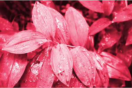 Abstract Natural background. plant with beautiful pattern on leaves. color of year viva magenta 2023の写真素材