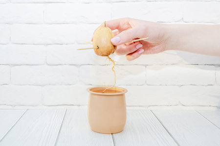 germinated avocado seed with long root in female hand. new life concept, plant care, gardeningの写真素材