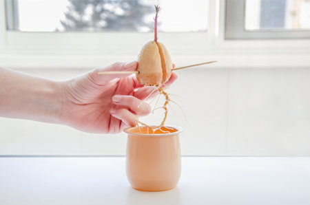 sprouted avocado seed with long root in female hand against background of window inside house.の写真素材