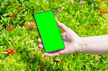female hands hold a smartphone against the background of green bushes. Green screen, copy space and chromakey on smartphone screen. Template for inserting an image on the screen.の写真素材