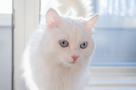white cat with blue eyes of Angora breed sits on windowsill. Cute fluffy white cat resting by windowの写真素材