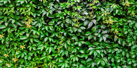Natural background from leaves. the wall are covered with green leaves of wild ornamental grapes. Juicy green leaves covering the wall on a sunny day. Natural foliage background, banner.の写真素材