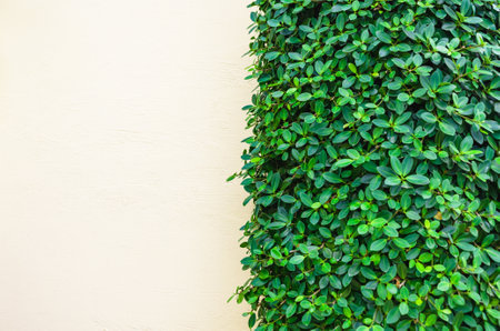 background texture of a white wall with parallel vertical lines of green plants. Natural background, plants wrap around part of the wall. Space for text. Ivy leaves on the wallの写真素材