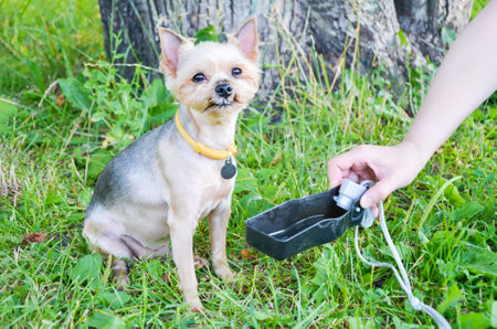 cute dog is sitting on lawn in park. owner prepared portable water bowl. Portable drinker for dogs.の写真素材