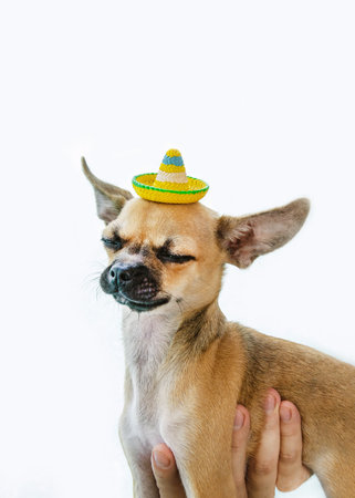 Cute chihuahua puppy with funny mexican hat on a white background. little dog in hatの写真素材