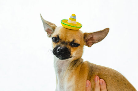 Cute chihuahua puppy with funny mexican hat on a white background. little dog in hatの写真素材