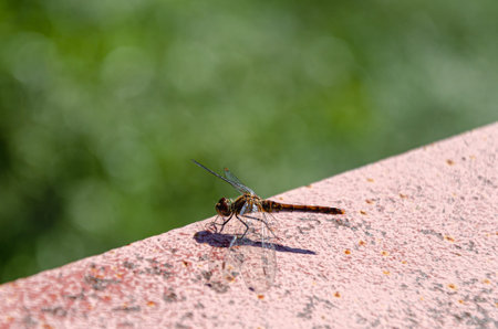 Dragonfly basks in sun. Dragonfly resting on railing against blurred natural background
