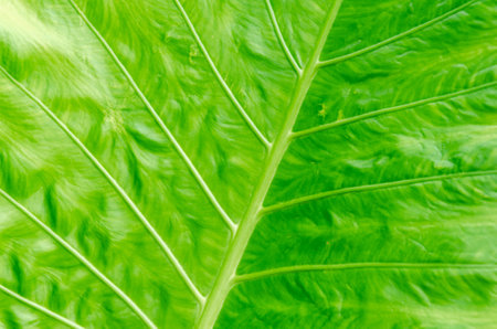 Close-up texture of large green palm leaf. Green leaf, natural backgroundの写真素材