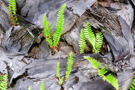 green young fern leaves growing on an old tree trunkの写真素材