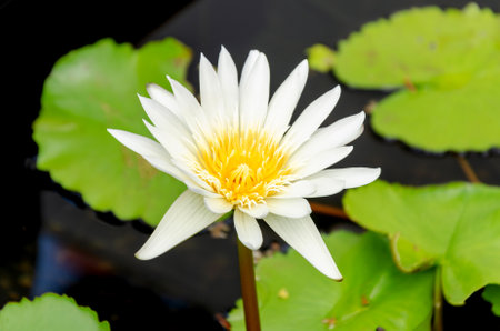 Close up top view of one beautiful white lotus flower in pond. Waterlily flowerの写真素材