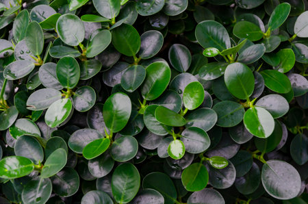 Natural background, backdrop, green shrub with small leaves. Natural hedge, dense wall-like shrubの写真素材