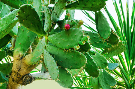 Blooming Prickly pear Opuntia Cactus with pink bud