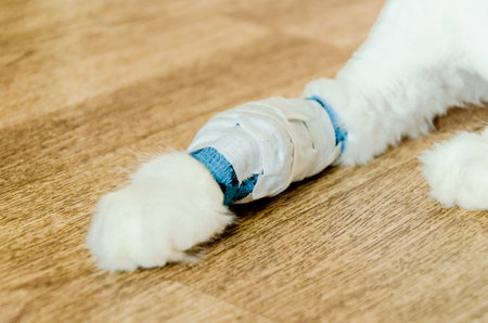 White cat with bandaged paw after catheter placement for treatment, intravenous injectionsの写真素材
