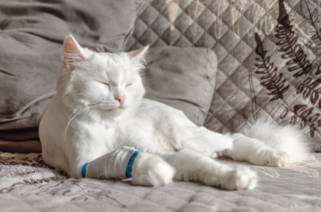 white cat with bandaged paw lies on the sofa, basking in the sunの写真素材