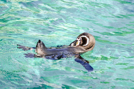 Penguin leisurely floats on its back in vibrant turquoise waters, appearing calm and content. The serene setting highlights the natural beauty and grace of the penguin as it enjoys its surroundingsの写真素材