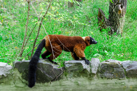 Lemur confidently walks on a stone wall surrounded by lush green vegetation. Its focused expression and poised posture highlight its agility and adaptability in the wild.の写真素材